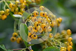 Firethorn Pyracantha coccinea Soleil dâOr, yellow berries